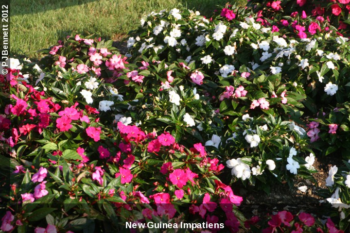 گل امپیشن هاوکری